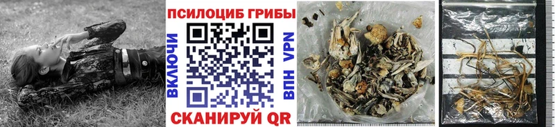 Галлюциногенные грибы Psilocybine cubensis  Салехард 